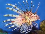 - ,  ,  , - (Pterois volitans), M