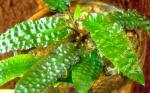  ,   (Cryptocoryne hudoroi), M