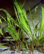   (Cryptocoryne aponogetifolia), L